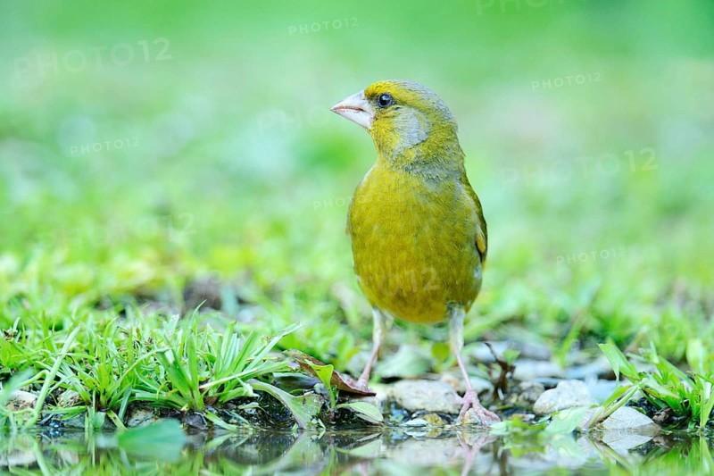 Greenfinch (Carduelis chloris) on the pond shore
