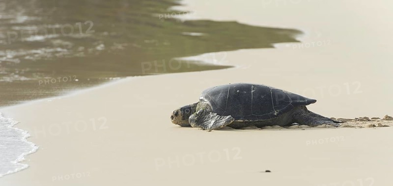 Green Sea Turtle or Pacific Green Turtle (Chelonia mydas japonica) on the way to the sea