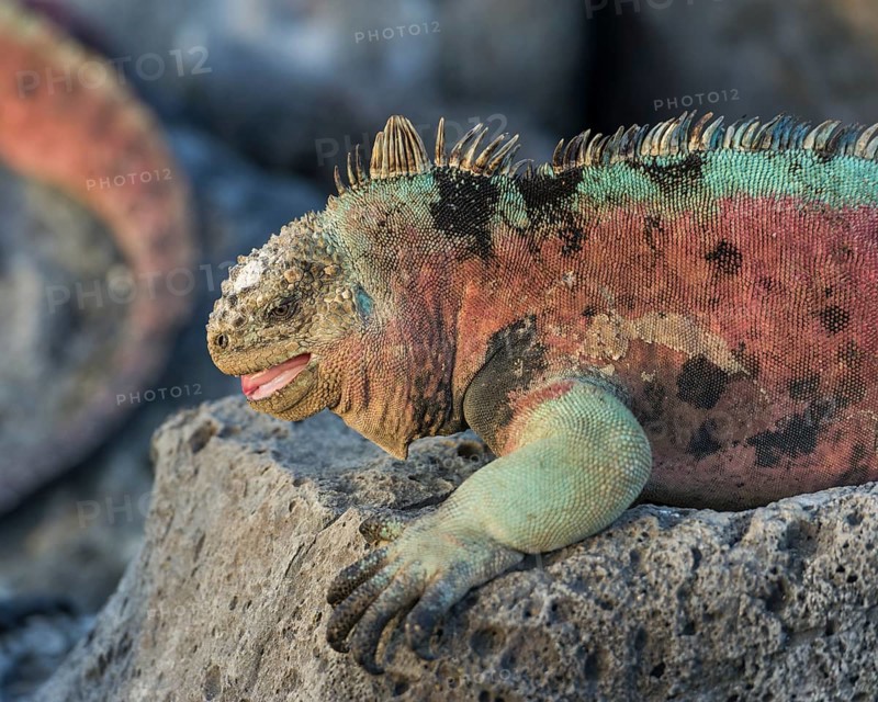 Marine Iguana (Amblyrhynchus cristatus)