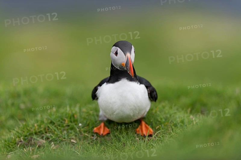 Puffin (Fratercula arctica)