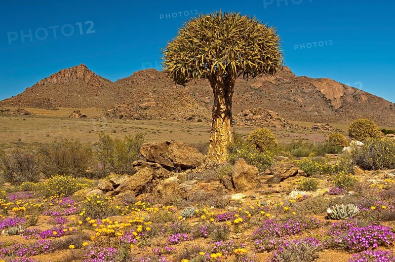 Quiver Tree or Kokerboom (Aloe dichotoma)