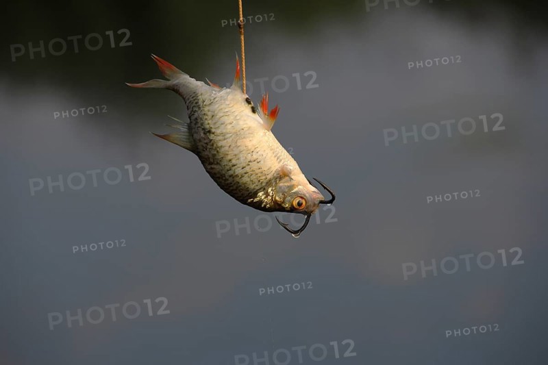 Common Rudd (Scardinius erythrophthalmus) on a fishing hook