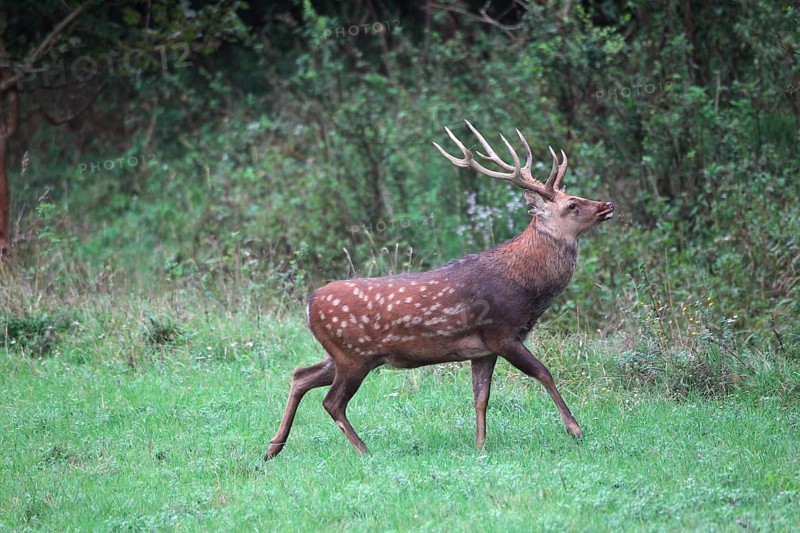 Sika Deer (Cervus nippon)