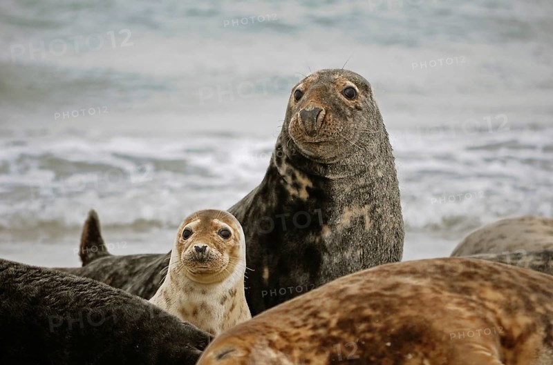 Gray Seals (Halichoerus grypus)