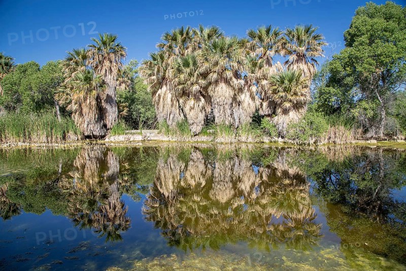 Riverbank vegetation