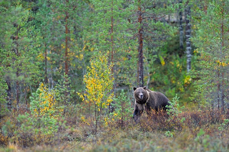 Brown Bear (Ursus arctos) in the autumnally coloured taiga or boreal forest