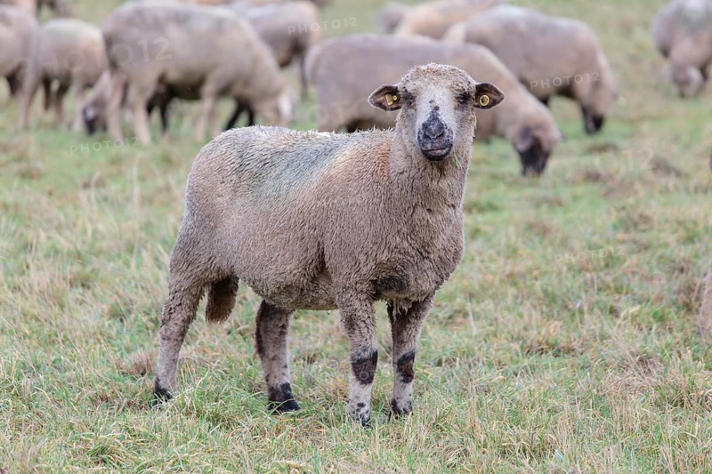 Hybrid cross between a Blackhead Persian Sheep (Ovis aries steatopyga persica) and a Merino Sheep (Ovis aries hispanica)