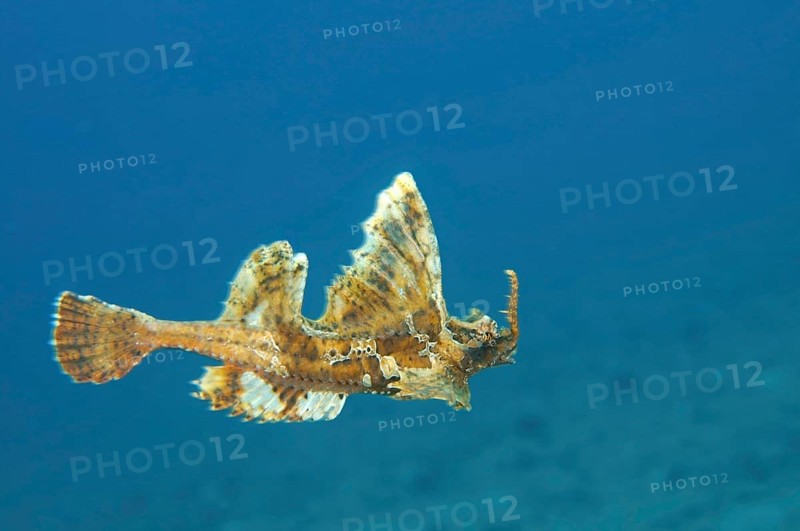 Barbed hunchback poacher (Agonomalus proboscidalis)