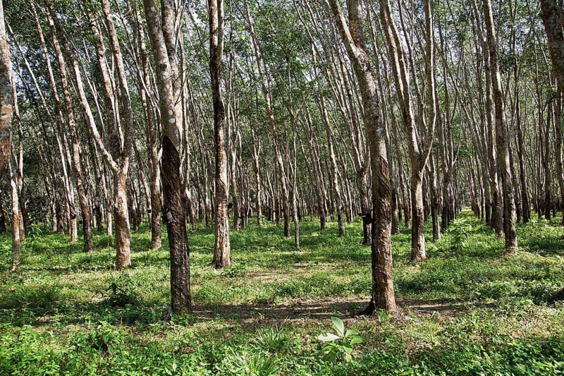 Rubber plantation