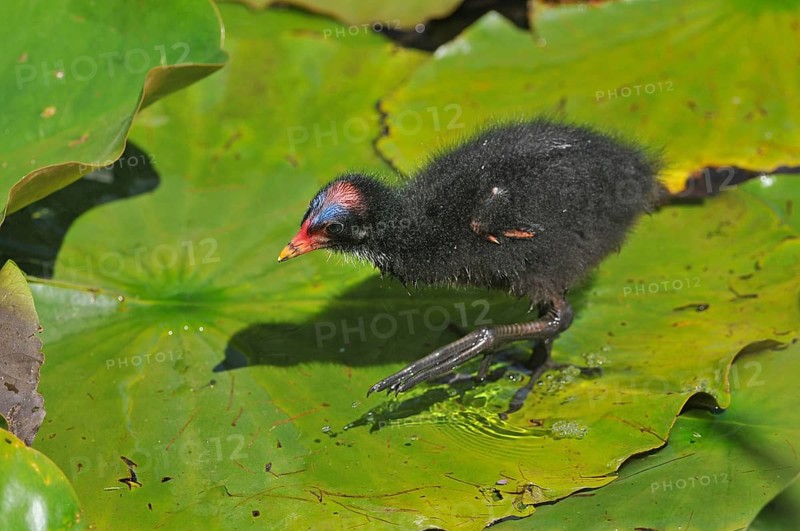Common Moorhen or Swamp Chicken (Gallinula chloropus)