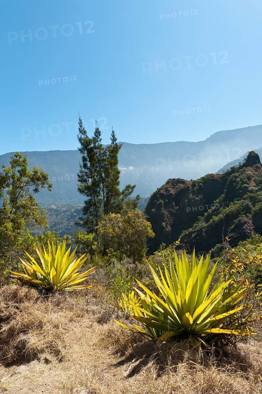 Agave (Agave) along the Sentier de la Chapelle route