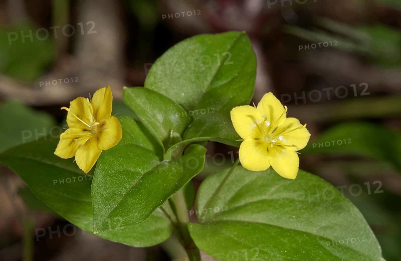 Yellow Pimpernel (Lysimachia nemorum)