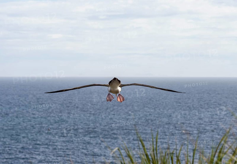 Black-browed Albatross or Black-browed Mollymawk (Thalassarche melanophris)