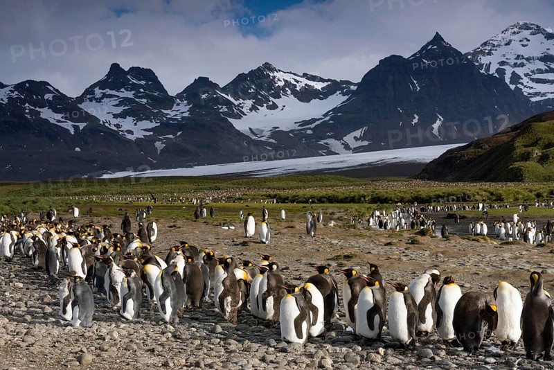 King Penguins (Aptenodytes patagonicus) in front of glaciers and a mountain scenery
