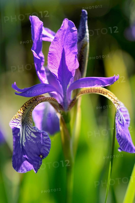 Siberian Iris (Iris sibirica)