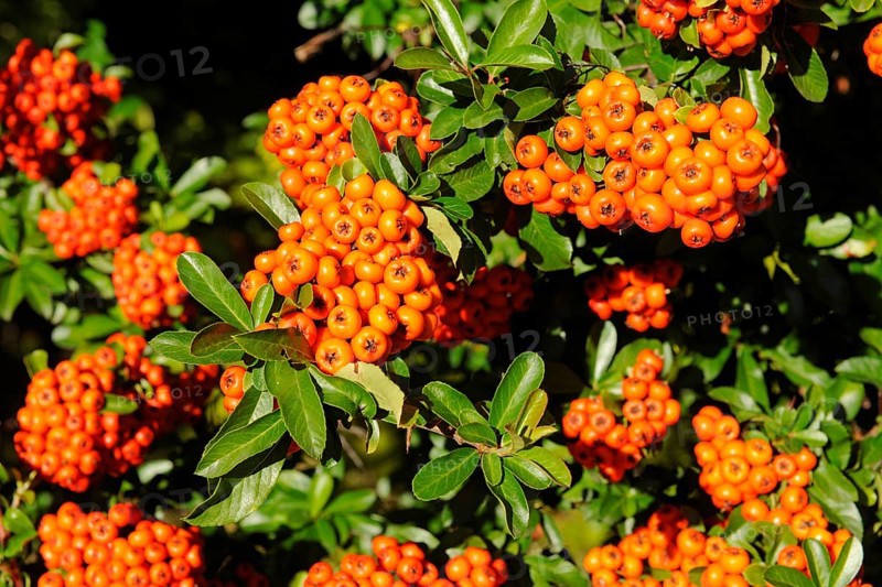 Firethorn or Pyracantha (Pyracantha sp.)