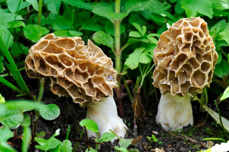 Two Black Morels (Morchella elata)