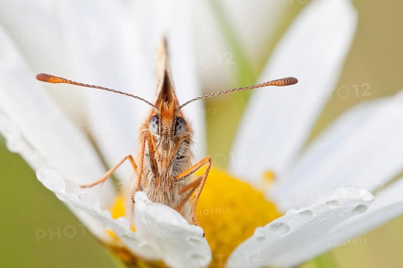 Heath Fritillary (Melitaea athalia) on an Oxeye Daisy (Leucanthemum vulgare)