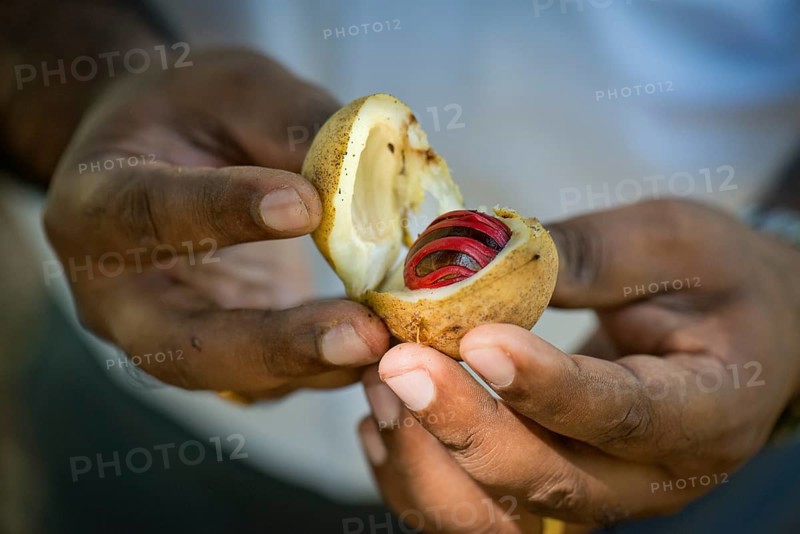 Hands holding a nutmeg with mace (Myristica fragrans) in its shell