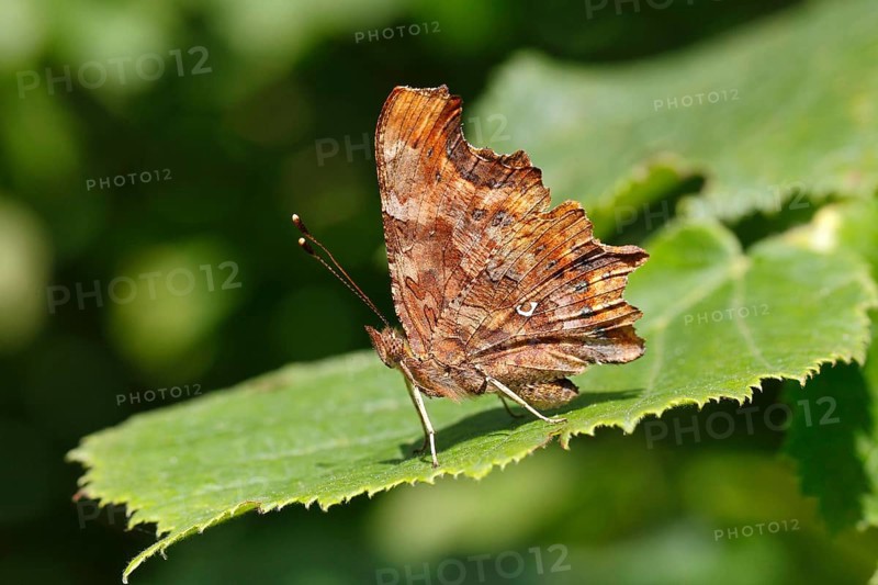 Comma butterfly (Polygonia c-album