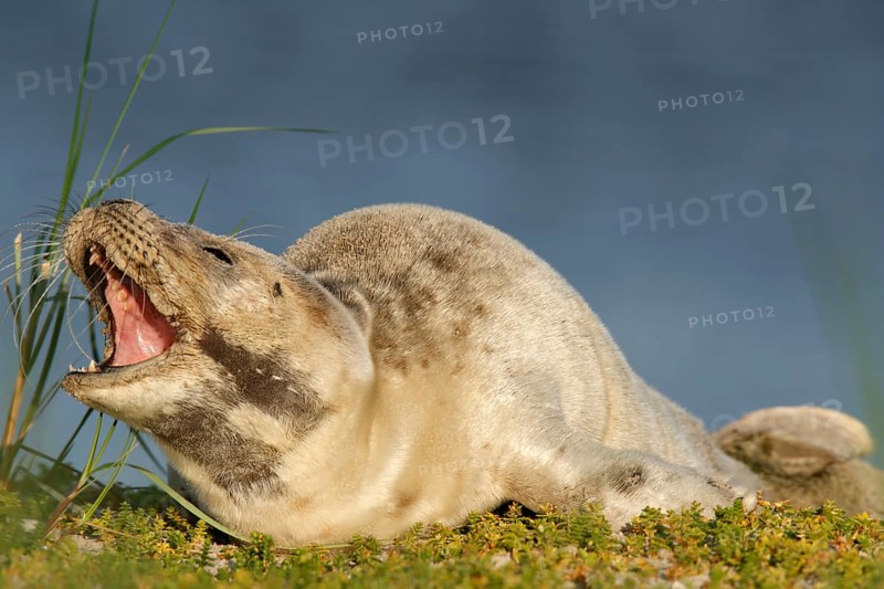 Harbour Seal (Phoca vitulina)