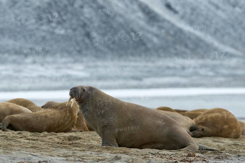 Walruses (Odobenus rosmarus)