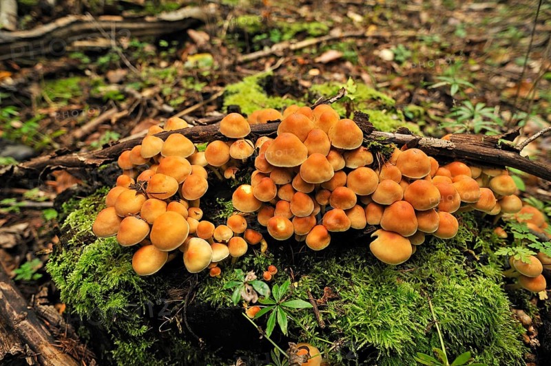 Sheathed Woodtuft (Kuehneromyces mutabilis)