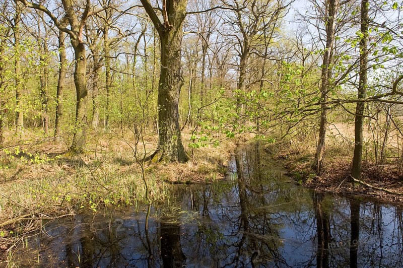Riparian forest with Oak trees or Pedunculate Oaks (Quercus robur) and pools of water in the spring