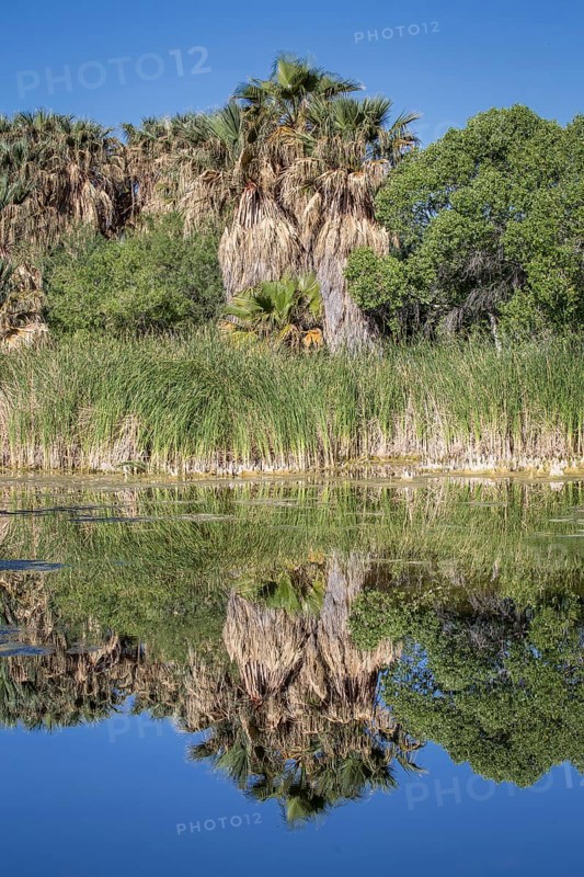 Riverbank vegetation