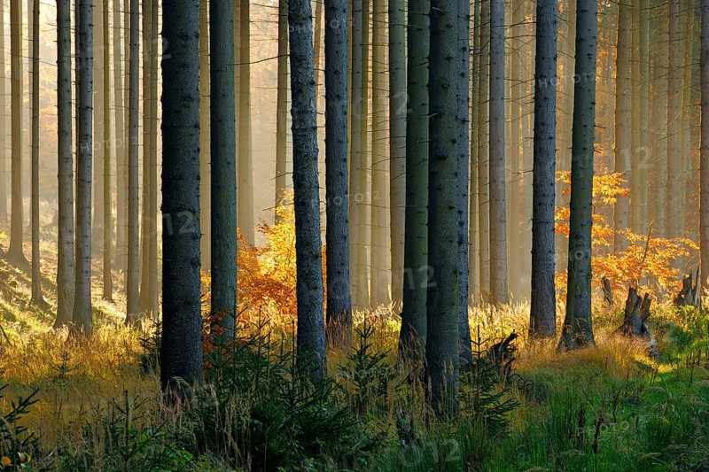 Light-flooded spruce forest in autumn