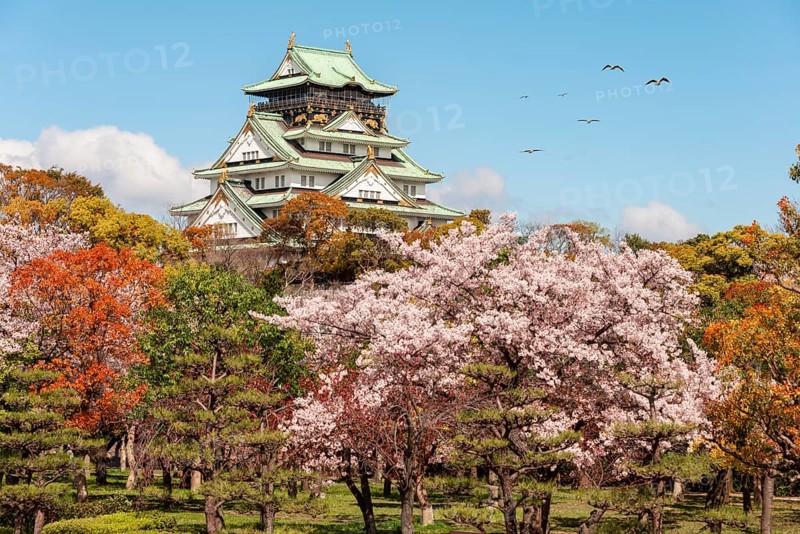 Osaka Castle with flowering cherry trees in the park