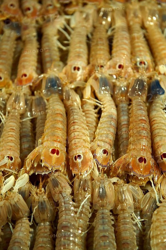 Fresh Connoce prawns