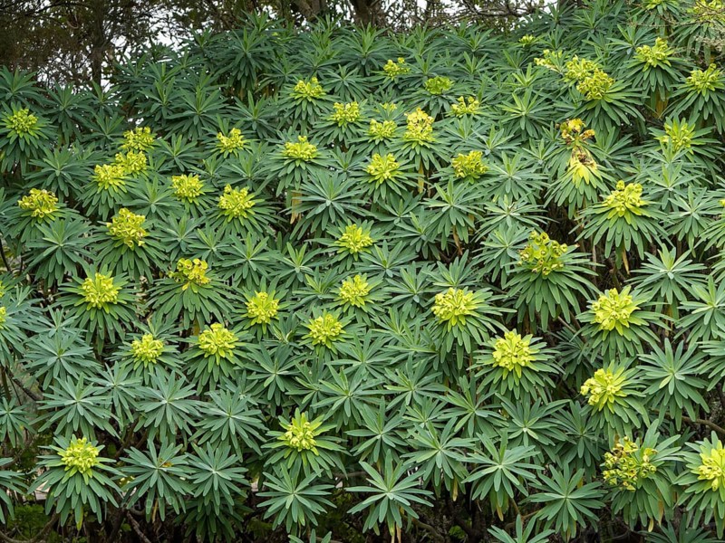 Tree Form Bush Spurge (Euphorbia lambii)