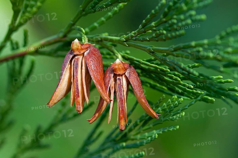 Mature female cones of the California Incense Cedar (Calocedrus decurrens