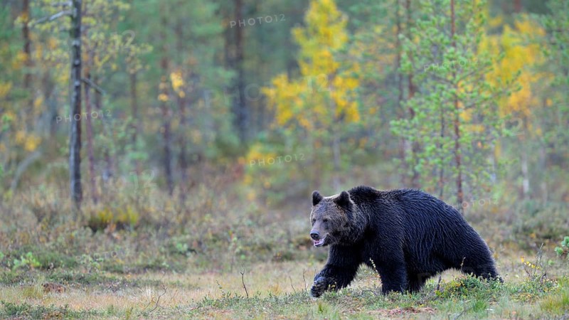 Brown Bear (Ursus arctos) in the autumnally coloured taiga or boreal forest