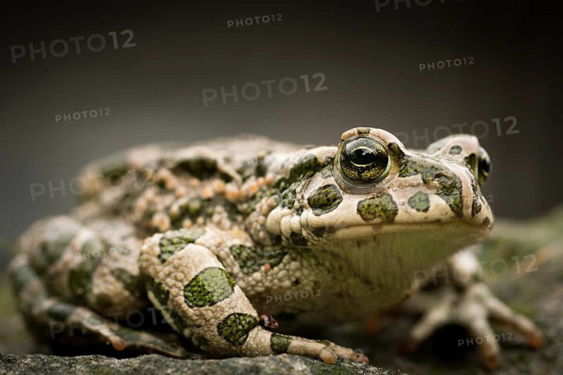 European Green Toad (Bufo viridis)