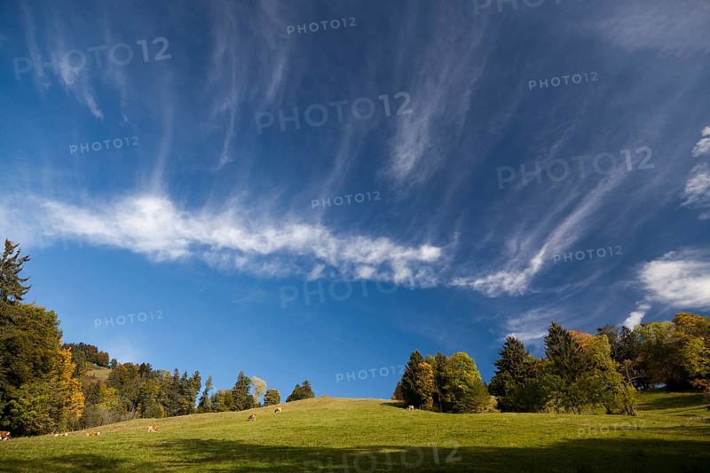 Cow pasture with trees in autumn