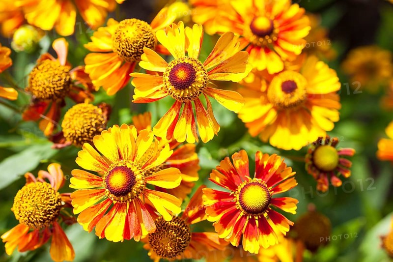 Sneezeweed (Helenium)