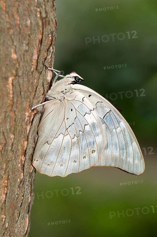 One-spotted Prepona (Archaeoprepona demophon) with a red proboscis