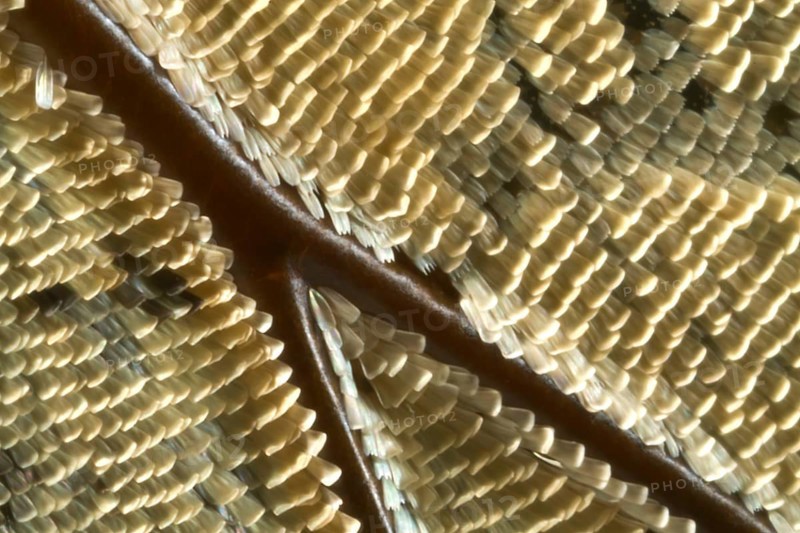Scales of a butterfly's wing of the Meander Prepona (Archaeoprepona meander)
