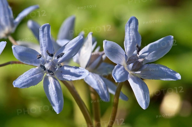 Flowers of Two-leaf Squill or Alpine Squill (Scilla bifolia)