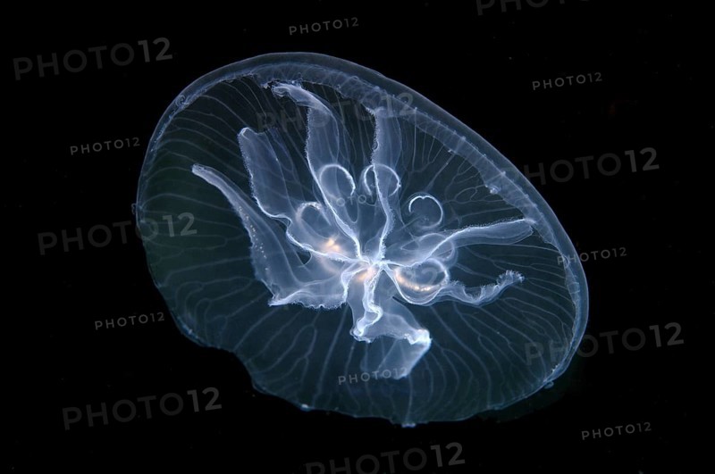 Moon jelly (Aurelia aurita)
