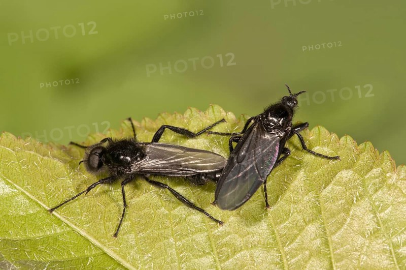 March Flies (Bibio marci)