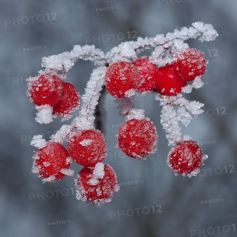 Guelder Rose (Viburnum opulus)