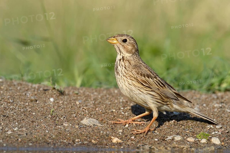 Corn Bunting (Emberiza calandra)