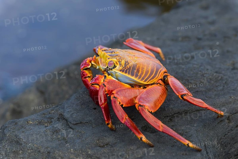 Red Rock Crab (Grapsus grapsus)
