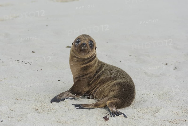 Young Galapagos Sea Lion (Zalophus wollebaeki)