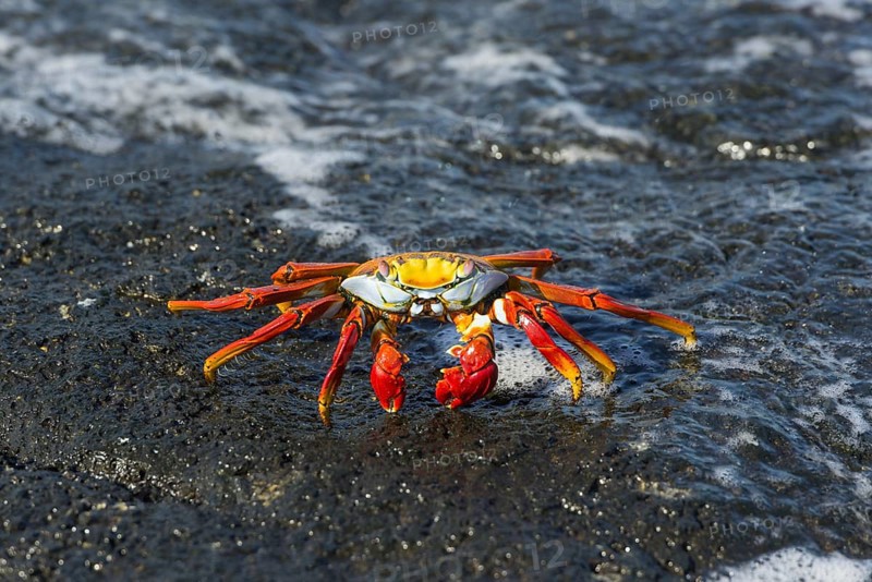Red Rock Crab (Grapsus grapsus) on a rock in the surf