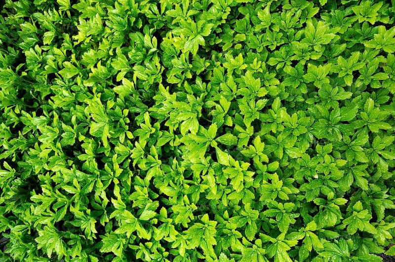 Japanese Pachysandra or Japanese Spurge (Pachysandra terminalis) with raindrops