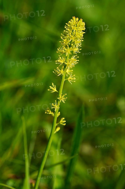 Alpine Asphodel (Tofieldia calyculata)